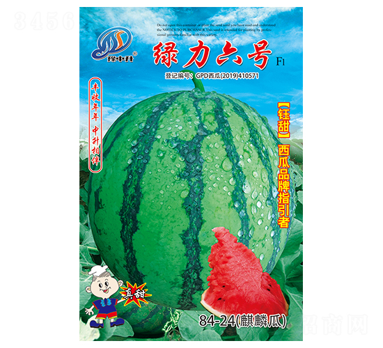 綠力六號-西瓜種子-中升農業