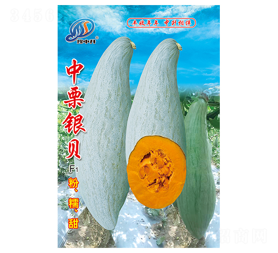 中栗銀貝-南瓜種子-中升農業