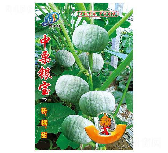中栗銀寶-南瓜種子-中升農業