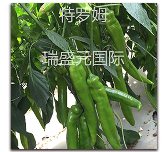ç‰¹ç¾…å§†95-18-å°–æ¤’ç¨®å­-ç‘žç››å…ƒ