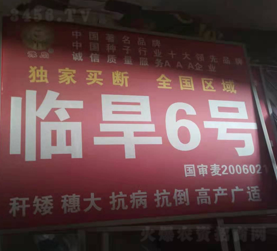 臨旱6號-小麥種子-國科農業