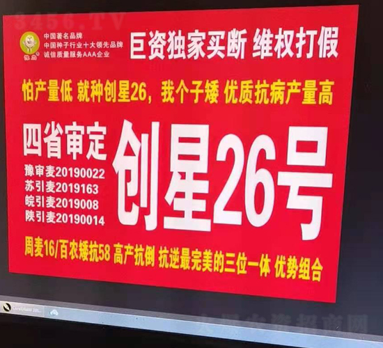 創星26號-小麥種子-國科農業