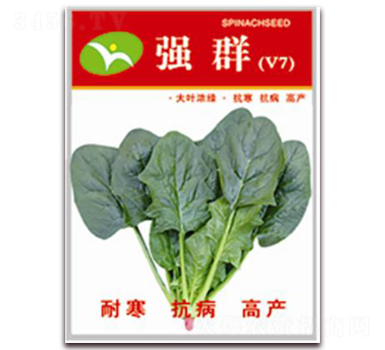 強群-菠菜種子-宏偉種業
