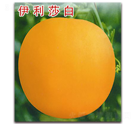 伊麗莎白-甜瓜種子-宏偉種業