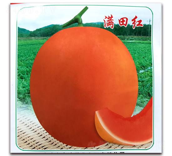 滿甜紅-甜瓜種子-宏偉種業