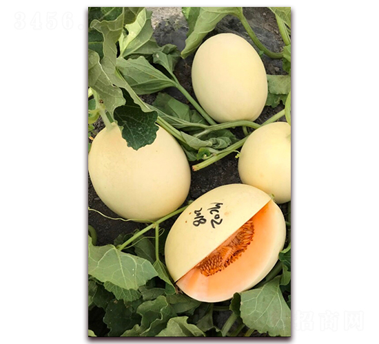 紅肉蜜瓜-甜瓜種子-宏偉種業