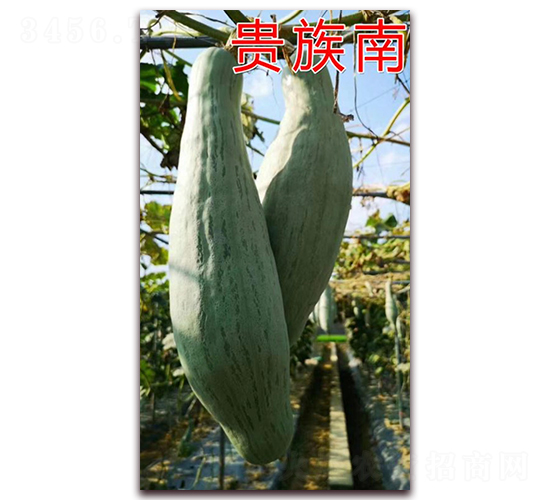 è²´æ—å—ç“œ-å—ç“œç¨®å­-å®å‰ç¨®æ¥­