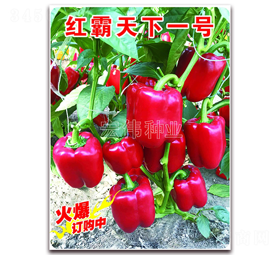紅霸天下一號-辣椒種子-宏偉種業
