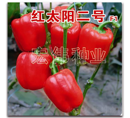 紅太陽2號(hào)-辣椒種子-宏偉種業(yè)