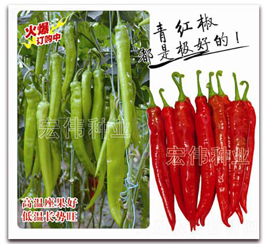 ç‚Žå¸ä¸€è™Ÿ-è¾£æ¤’ç¨®å­-å®å‰ç¨®æ¥­
