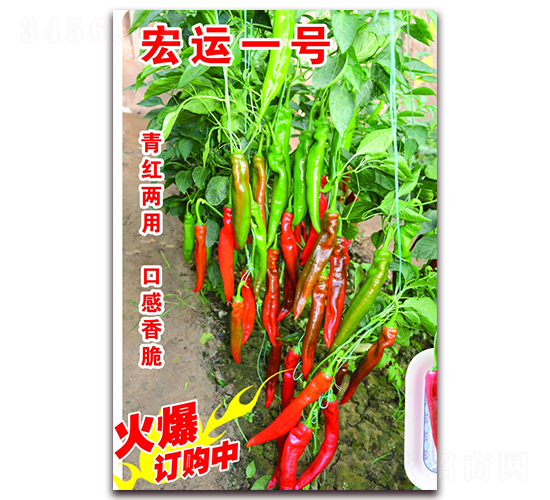 宏運一號水果椒-辣椒種子-宏偉種業