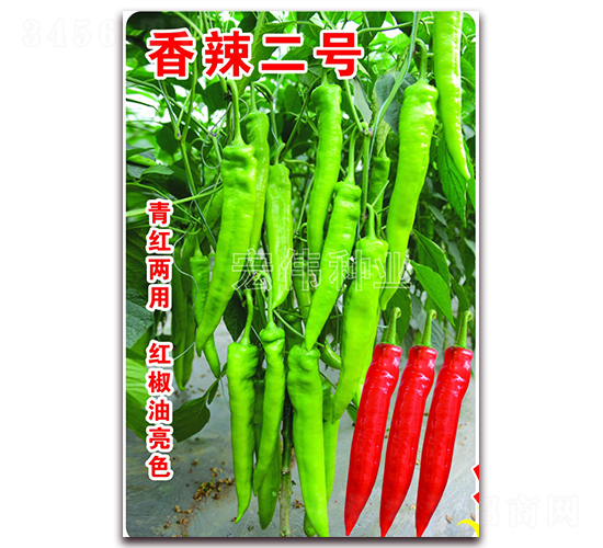香辣二號-辣椒種子-宏偉種業