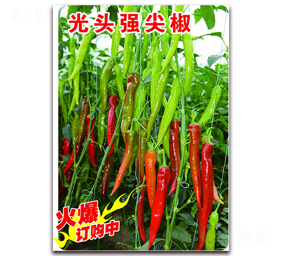 光頭強尖椒-辣椒種子-宏偉種業