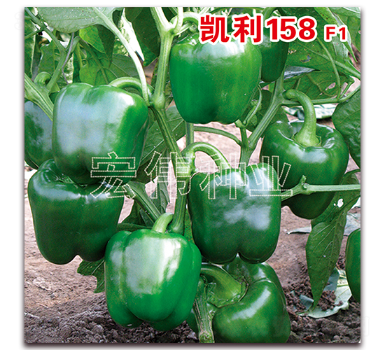 凱利158F1-辣椒種子-宏偉種業