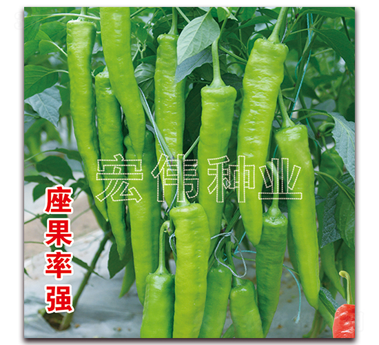 牛二尖椒-辣椒種子-宏偉種業