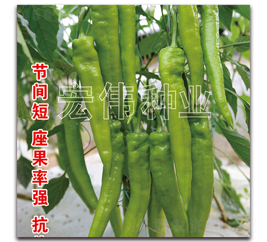 牛大尖椒-辣椒種子-宏偉種業