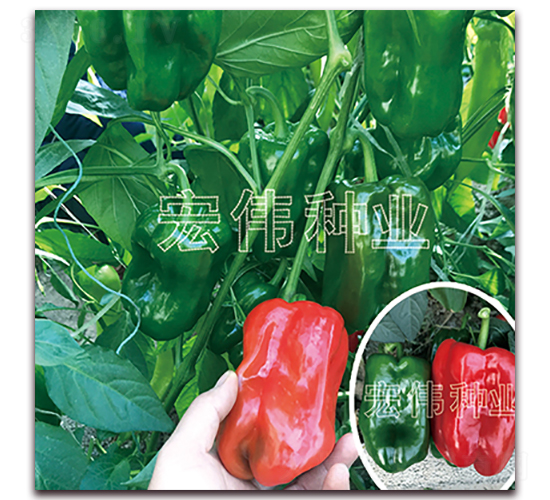 麻辣蘇皮椒666-辣椒種子-宏偉種業