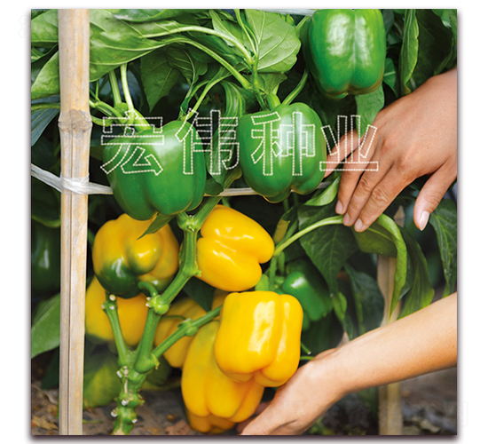 金世紀一號-辣椒種子-宏偉種業