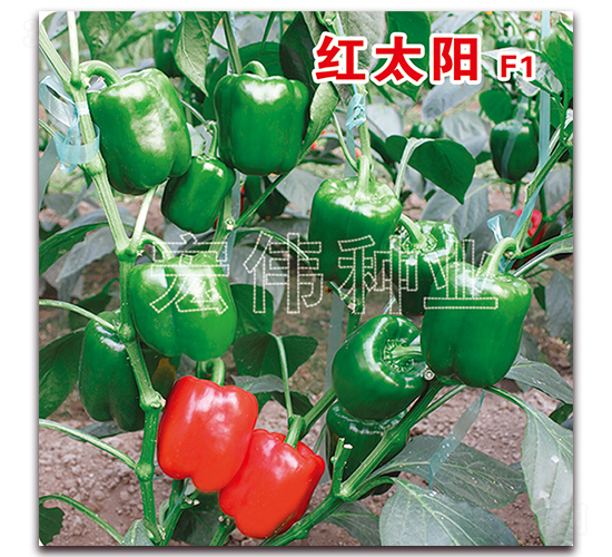 ç´…å¤ªé™½-è¾£æ¤’ç¨®å­-å®å‰ç¨®æ¥­(yÃ¨)