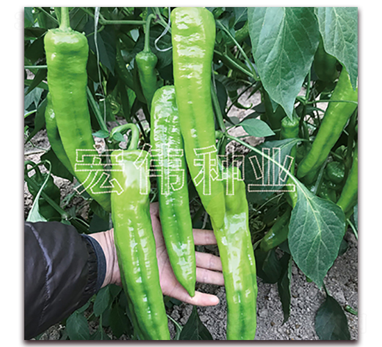 香辣五號-辣椒種子-宏偉種業