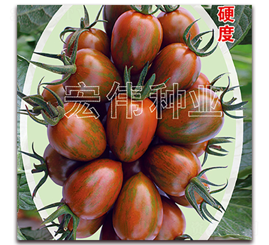 紫彩玉-櫻桃西紅柿種子-宏偉種業