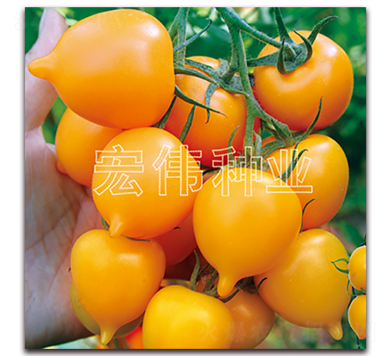 金桃一號-櫻桃西紅柿種子-宏偉種業