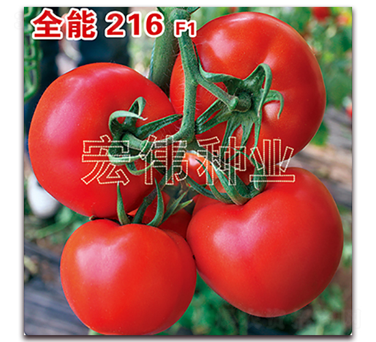 全能216-紅果西紅柿種子-宏偉種業