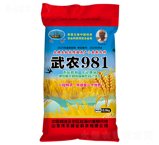 武農981（小麥種子）-偉豐種業
