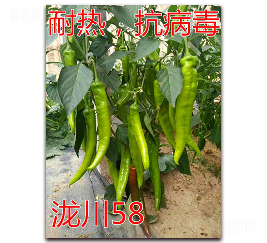 瀧川58-耐熱尖椒種子-億諾農業