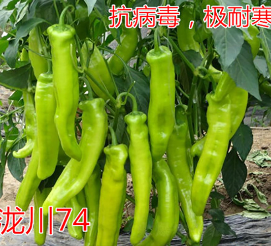 ç€§å·74â€”æ¥µè€å¯’ç¾Šè§’æ¤’ç¨®å­-å„„è«¾è¾²æ¥­