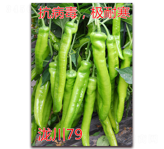 瀧川79-極耐寒羊角椒種子-億諾農(nóng)業(yè)