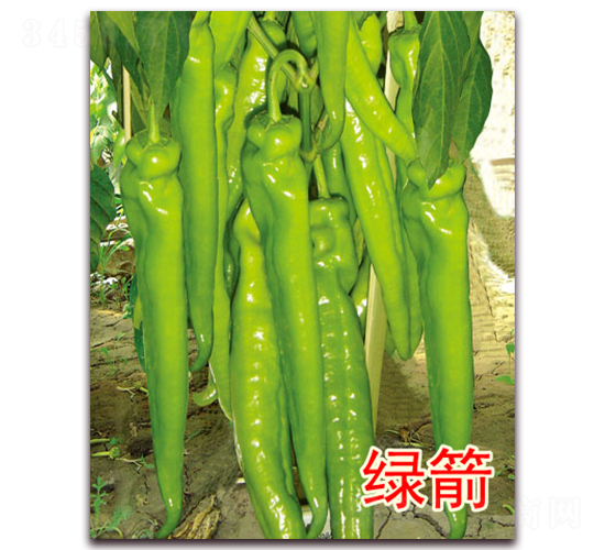 ç¶ ç®­-è¾£æ¤’ç¨®å­-å„„è«¾è¾²æ¥­
