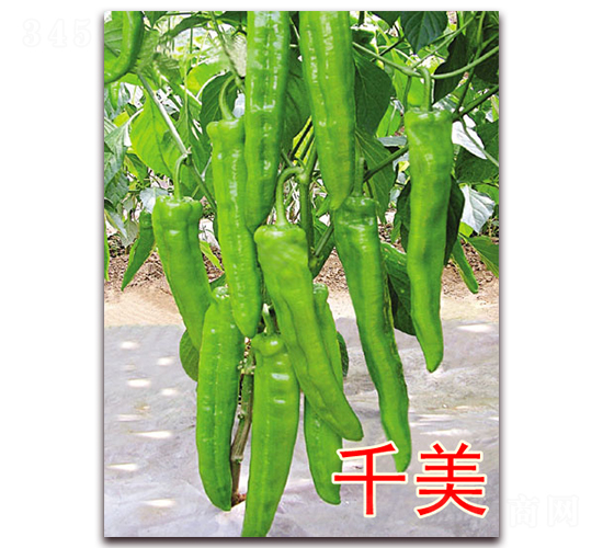 åƒç¾Ž-è¾£æ¤’ç¨®å­-å„„è«¾è¾²(nÃ³ng)æ¥­(yÃ¨)