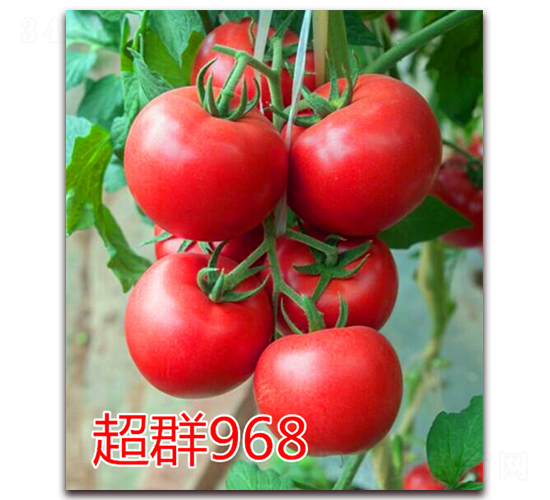 超群968-粉果番茄種子-億諾農業