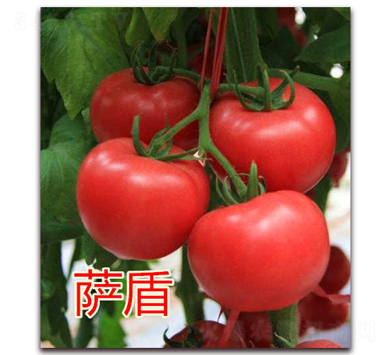 薩盾-粉果番茄種子-億諾農業