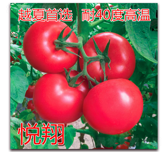 æ‚…ç¿”-ç²‰æžœç•ªèŒ„ç¨®å­-å„„è«¾è¾²æ¥­