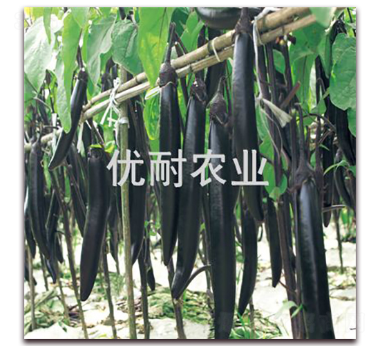 å„ª(yÅu)è€å¢¨èŒ„1013-èŒ„å­ç¨®å­-å„ª(yÅu)è€è¾²æ¥­(yÃ¨)