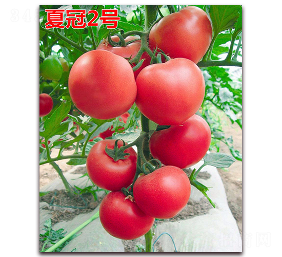 夏冠2號(hào)-粉果番茄種子-萬宇農(nóng)業(yè)
