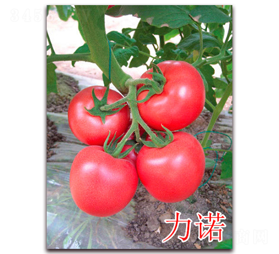 åŠ›è«¾-ç²‰æžœç•ªèŒ„ç¨®å­-è¬å®‡è¾²(nÃ³ng)æ¥­(yÃ¨)