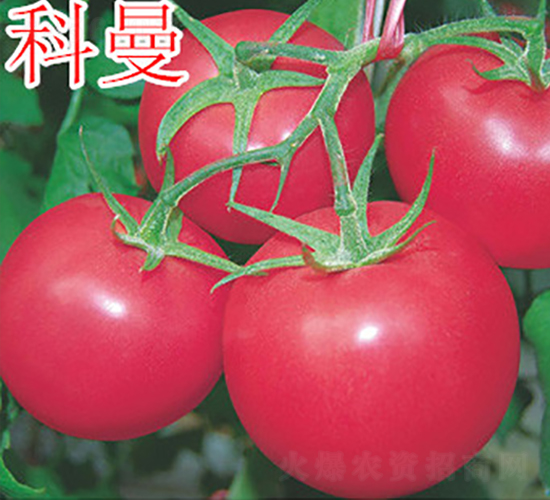 ç§‘æ›¼-ç²‰æžœç•ªèŒ„ç¨®å­-è¬å®‡è¾²æ¥­