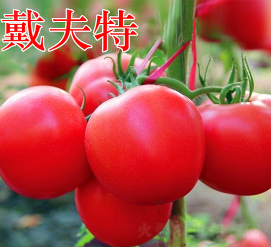 戴夫特-粉果番茄種子-萬宇農業