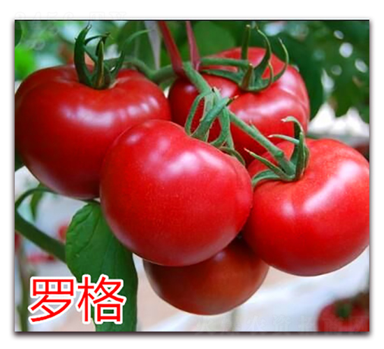 羅格-粉果番茄種子-萬宇農業