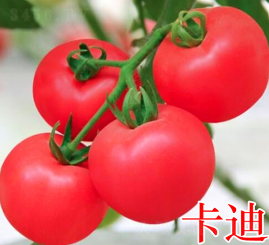 卡迪-粉果番茄種子-萬宇農業