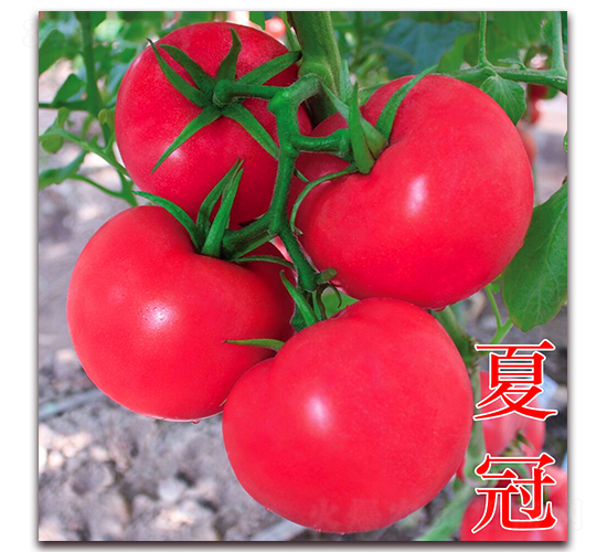å¤å† -ç²‰æžœç•ªèŒ„ç¨®å­-è¬å®‡è¾²æ¥­