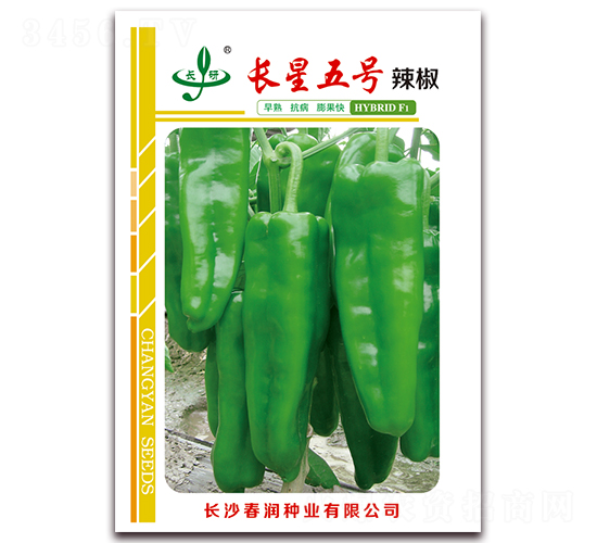 長星五號-辣椒種子-春潤種業
