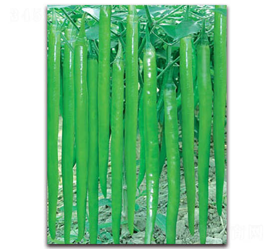 é•·é¾ä¸€è™Ÿ-ç·šæ¤’ç¨®å­-è¯(liÃ¡n)è±ç¨®æ¥­(yÃ¨)