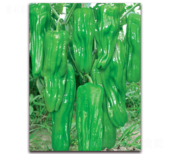 è–„å† å…­è™Ÿ-æ³¡æ¤’ç¨®å­-è¯(liÃ¡n)è±ç¨®æ¥­(yÃ¨)