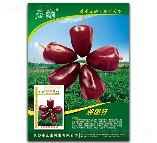 波團籽-朝天椒種子-正湘種業