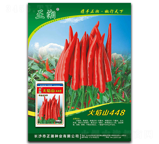 火焰山448-朝天椒種子-正湘種業(yè)