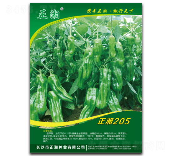 正湘205-線椒種子-正湘種業